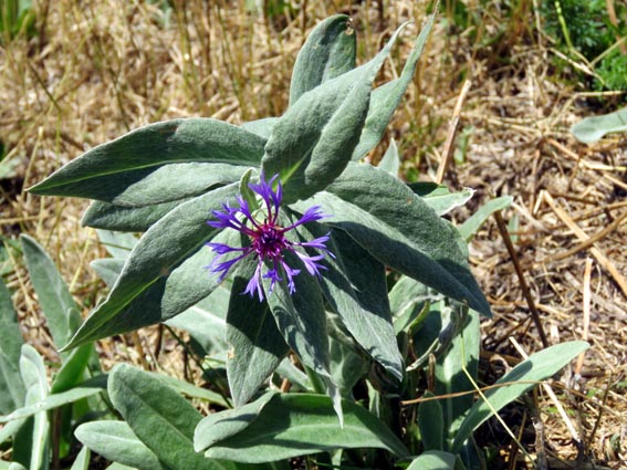 Bleuet des montagnes