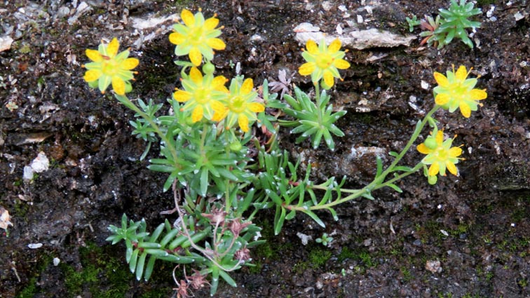 Saxifrage jaune des montagnes
