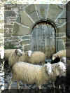 Les moutons rentrent à la bergerie