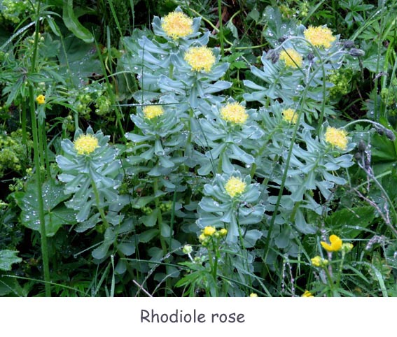Rhodiole rose