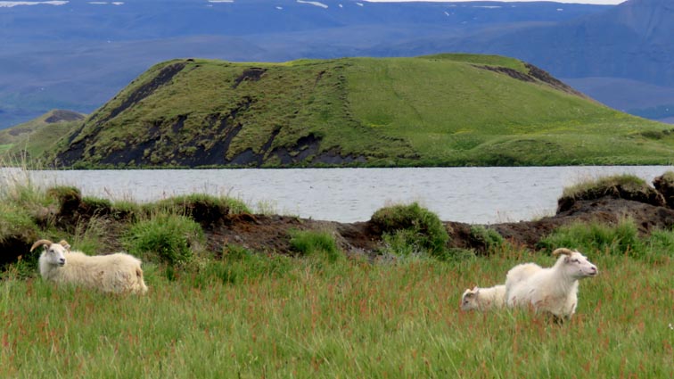 Le lac Mývatn