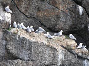 Les mouettes sont omniprsentes et font un vacarme permanent.