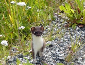 Hermine photographie par Jean Marc.