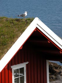 Une mouette sur le toit d'un rorbu  Nesland.