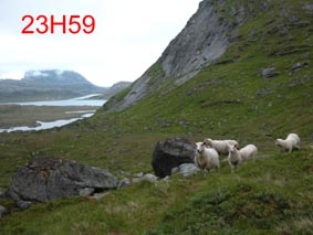 Moutons photographiés en plein jour a minuit !