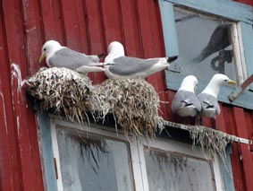 Mouettes  .