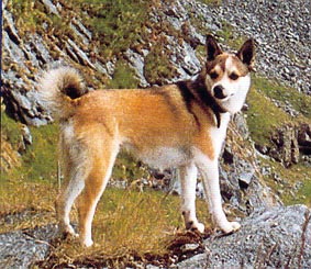 Chien de macareux (photo provenant d'un prospectus touristique)