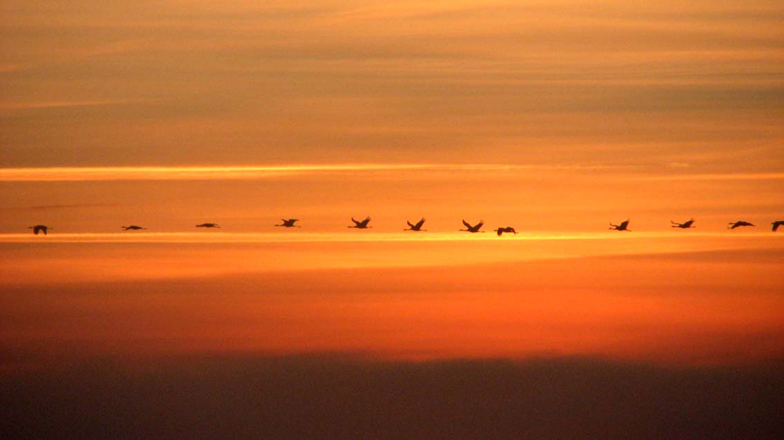 Les oiseaux  Bardos