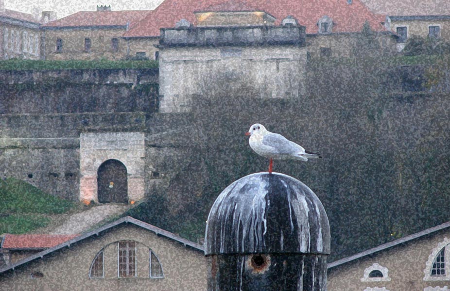 Une mouette, et la Citadelle  l'arrire plan...