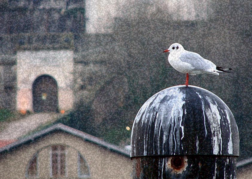 Une mouette, et la Citadelle  l'arrire plan...