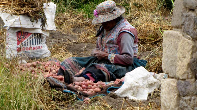 Une femme trie des pommes de terre.