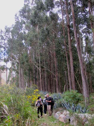 Forêt d'Eucalyptus