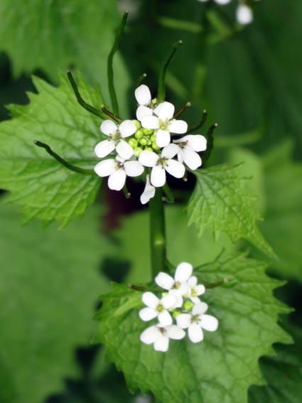 Alliaria officinalis