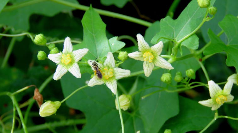 Bryonia dioica