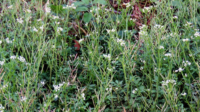 Cardamine flexuosa