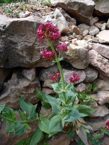 Centranthus ruber