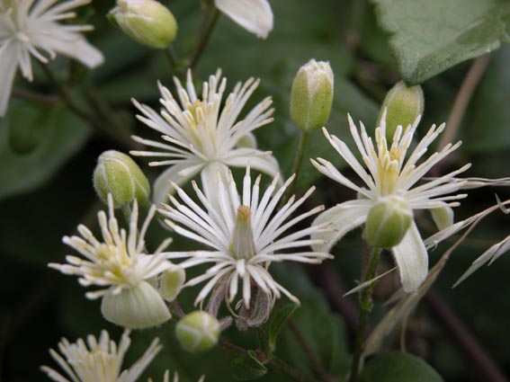 Clematis vitalba