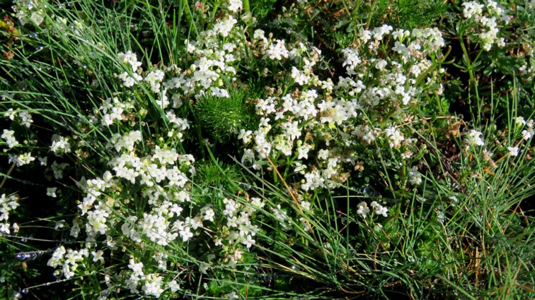 Galium saxatile