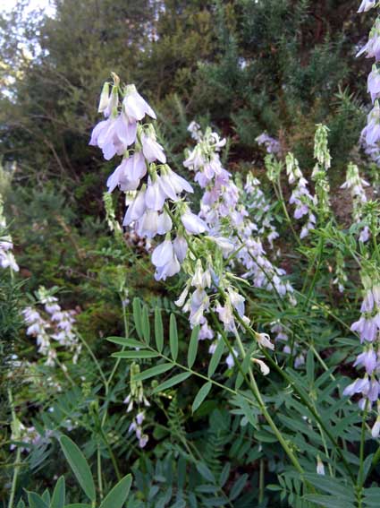 Galega officinalis