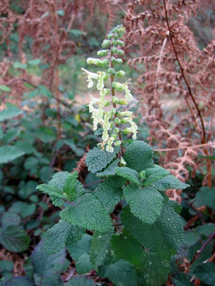 Teucrium scorodonia