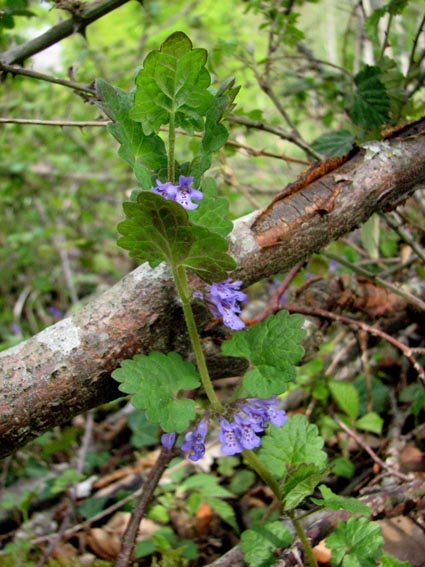 Glechoma hederacea