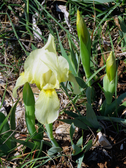 Iris des garrigues à fleur blanche - Iris lutescens 'Blanc