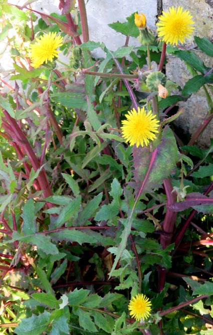 Sonchus oleraceus