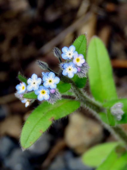 Myosotis scorpioides