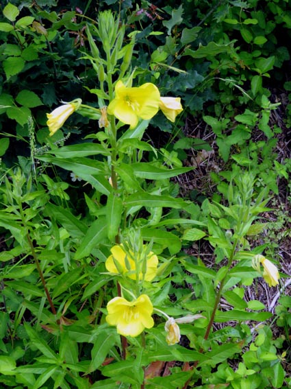 Oenothera biennis