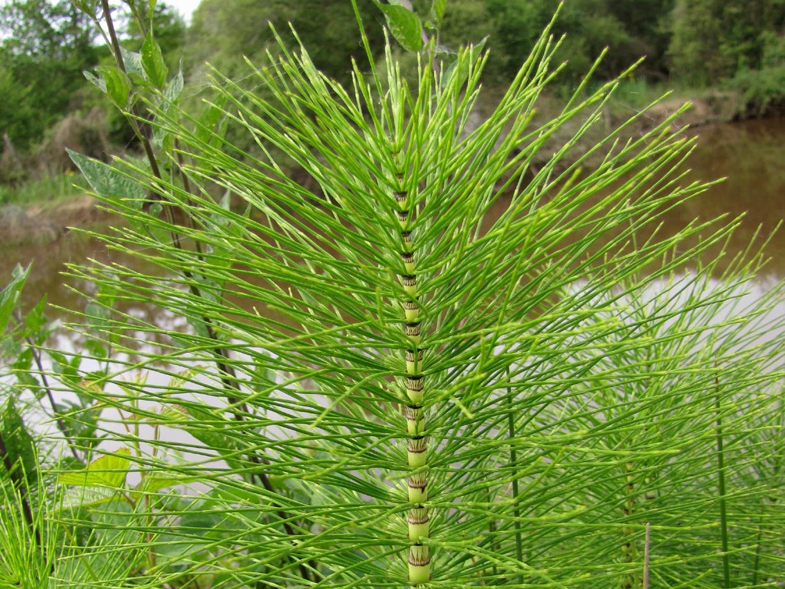 Equisetum telmateia