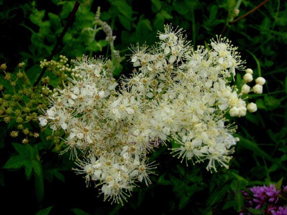 Filipendula ulmaria