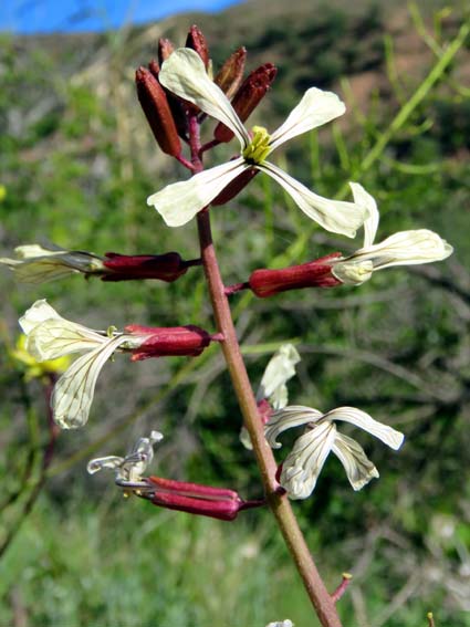 Eruca sativa