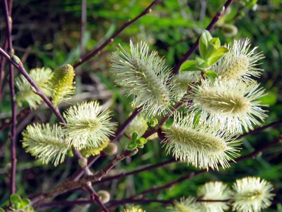 Salix caprea