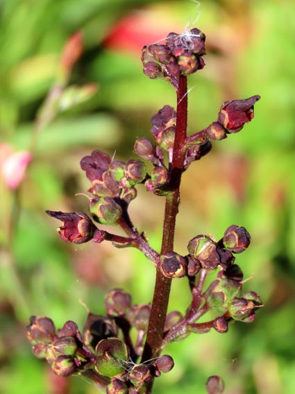 Scrophularia aquatica