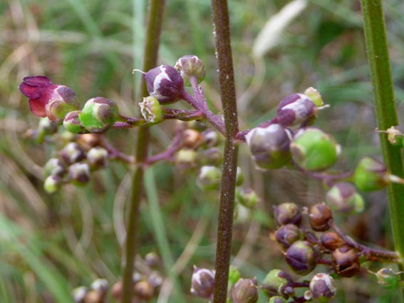 Scrophularia lucida