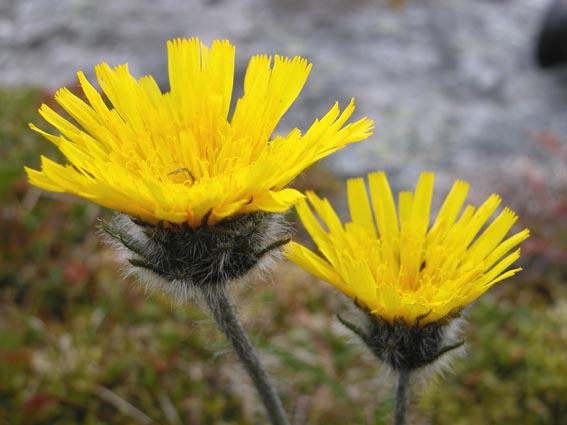 Hieracium pilosella