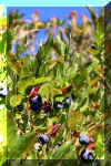Myrtilles en fruit.