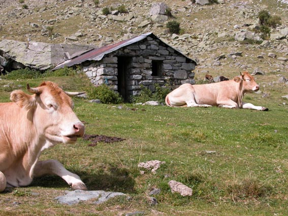 Les vaches devant la cabane Moune.