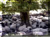 Moutons � l'ombre d'un arbre � Arbelar
