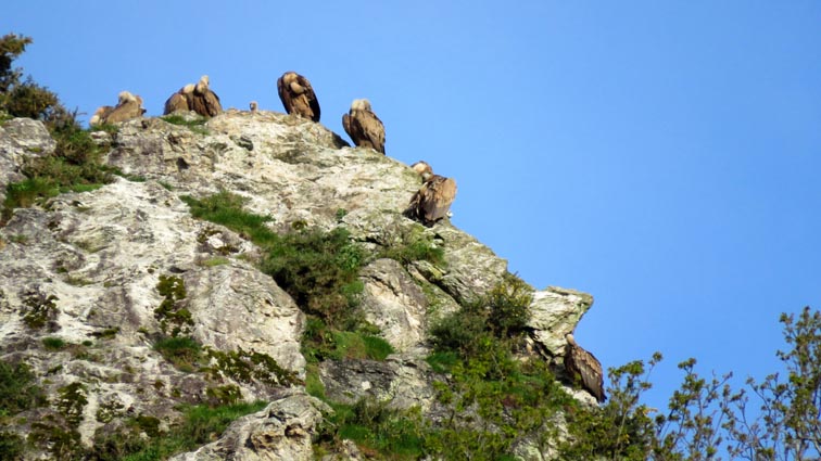 Nous avons le plaisir d'observer une multitude de vautours posés sur les rochers de la ligne de crête qui domine le restaurant du Pas de Roland.