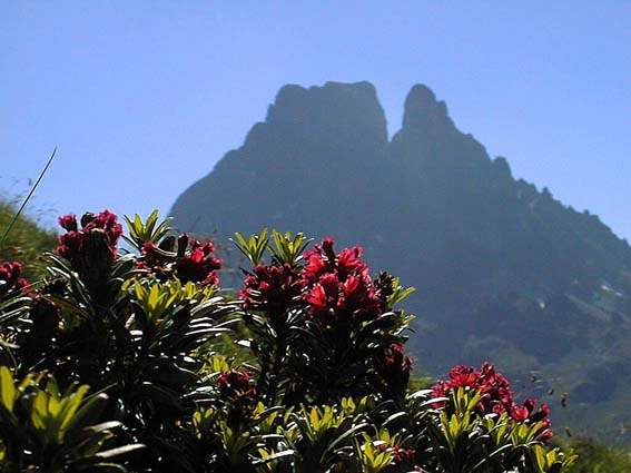 Le Pic du Midi d'Ossau avec des Rhododendrons en premier plan.