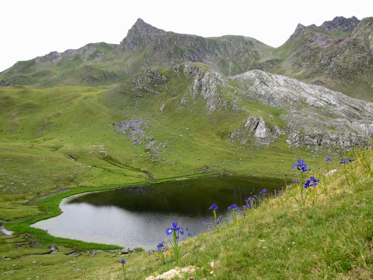 Lac Pardis et Pic des Moines avec des Iris des Pyrénées au premier plan.