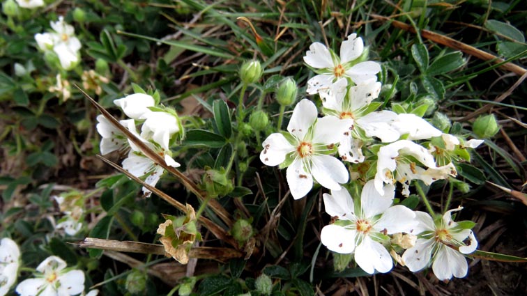 Potentille luisante