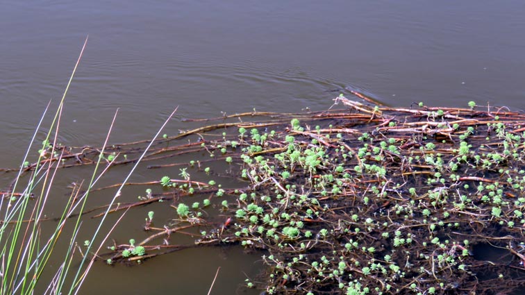 Myriophylle  aquatique