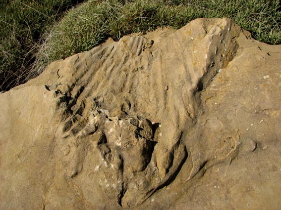 Une grosse pierre, au sommet de laquelle nous pensons voir un norme fossile de coquillage...