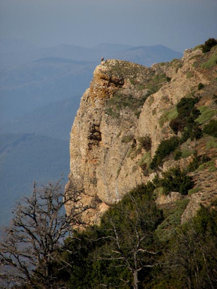 Remarquer le vautour pos au sommet du piton.