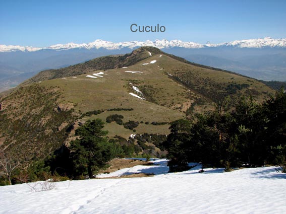 Cuculo au Nord.