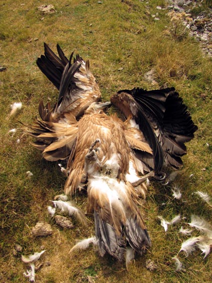 Cadavre de vautour fauve