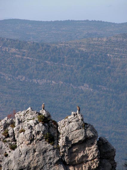 Les vautours sur les falaises de Mallata Ferrer.
