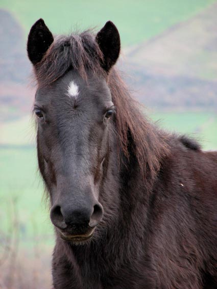 Superbe pottok, cheval sauvage du Pays Basque...